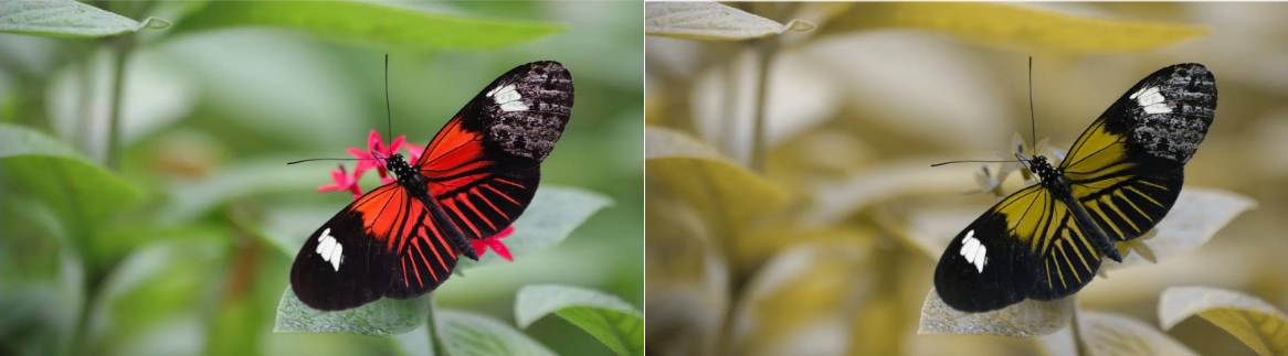 A red-winged butterfly against a background of green leaves. To a colour blind person the red and green appear as dirty yellow